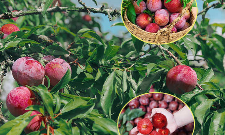 Trồng cây mận trước cửa nhà có tốt không?