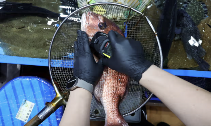 Cá ở Nhật nhiễm phóng xạ cao gấp 180 lần giới hạn cho phép