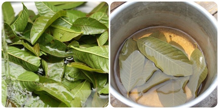 Những công dụng tuyệt vời của nước lá ổi ít người biết