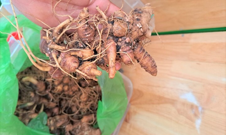 Hơn 2kg sâm giả 'tuồn' vào lễ hội Sâm Ngọc Linh ở Quảng Nam