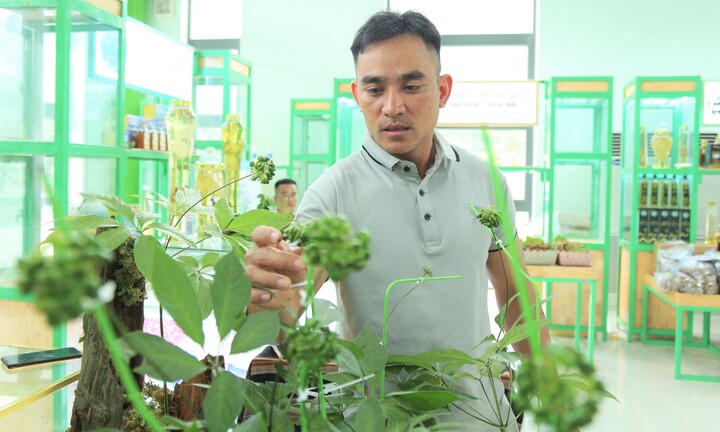 Cây sâm Ngọc Linh 9 nhánh, 20 năm tuổi đã có đại gia chốt giá gần 900 triệu đồng