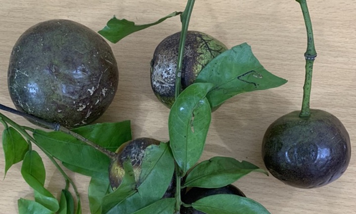 Hái quả hồng trâu ăn khi đi cắt cỏ, một trẻ tử vong, 10 bé cấp cứu