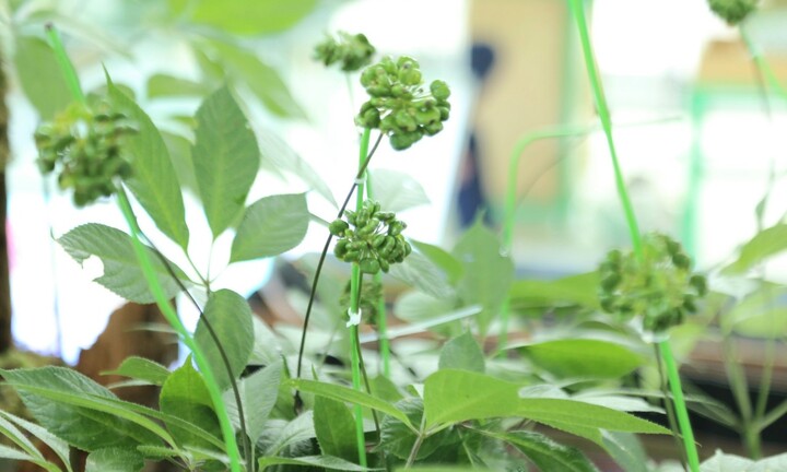 Dạo bước ở phiên chợ bạc tỷ, choáng ngợp trước cây sâm 700 triệu đồng