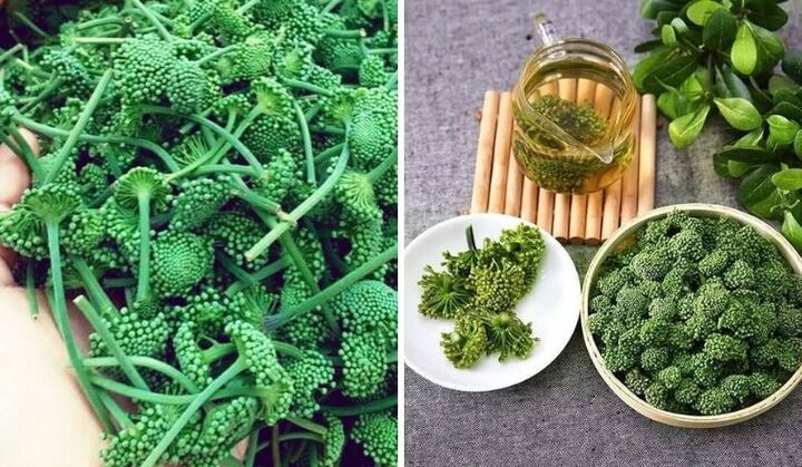 Những công dụng của hoa tam thất với sức khỏe