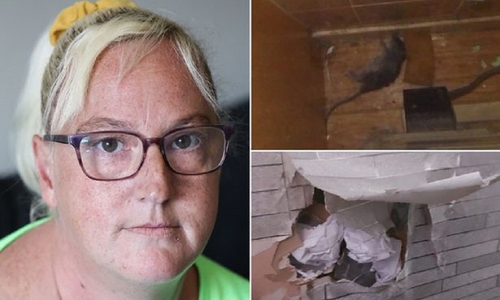 Chuột 'chiếm đóng' cả ngôi nhà, 3 mẹ con kinh hãi tháo chạy ra khách sạn