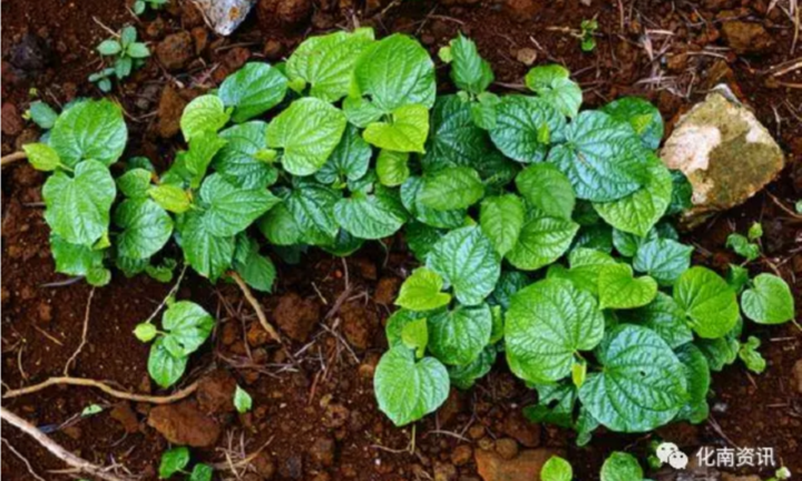 Vì sao ngâm chân bằng lá lốt thường xuyên tốt như dùng thuốc bổ?