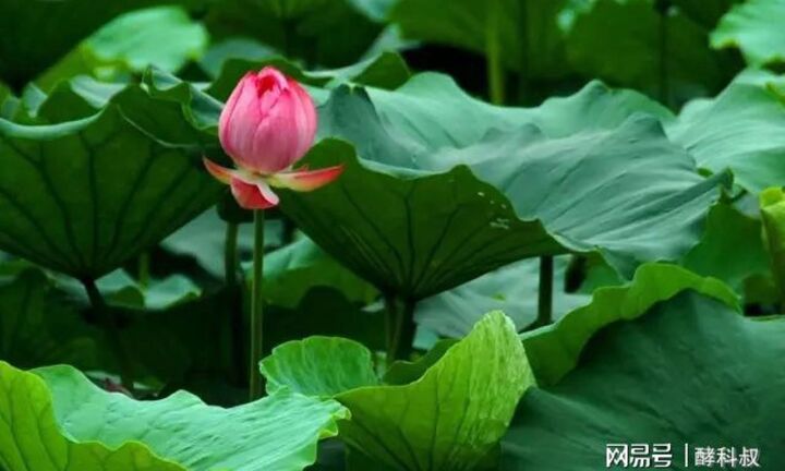 Một nắm lá sen khô là liều thuốc chữa bách bệnh, không khác gì có báu vật trong tay