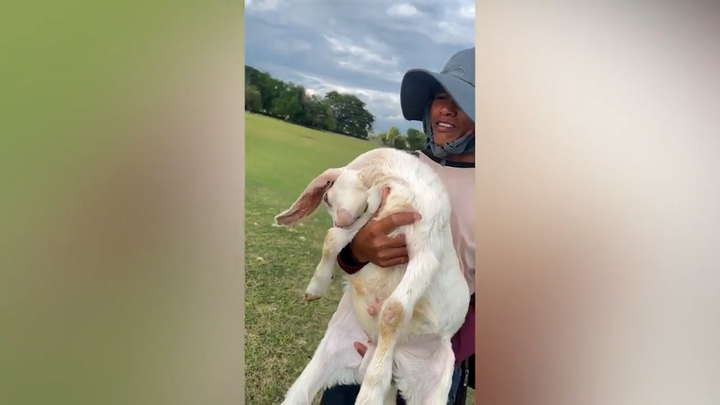 Dê chọc cười du khách bằng cách giả chết