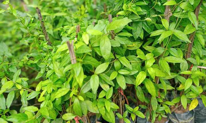 Dây thìa canh có tác dụng gì?