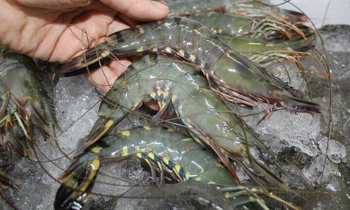 Tuyệt đối không mua tôm nếu có những dấu hiệu này