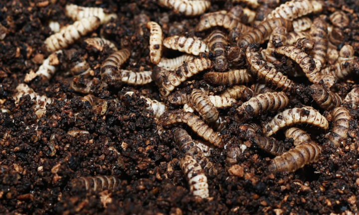 Công nghệ biến rác thành thức ăn cho ấu trùng ở Trung Quốc