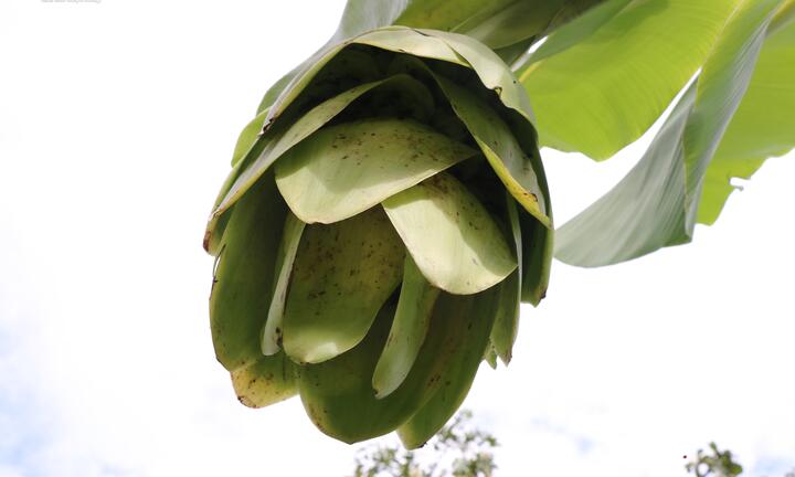 Về Ninh Thuận nghe chuyện tình đẫm nước mắt của Chuối cô đơn