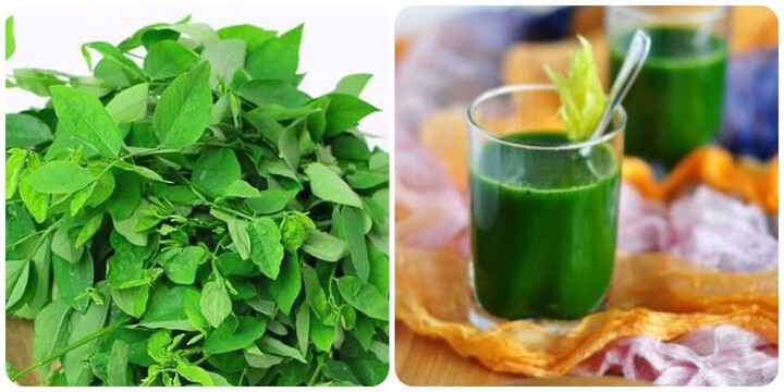 Uống rau ngót sống có tốt không?