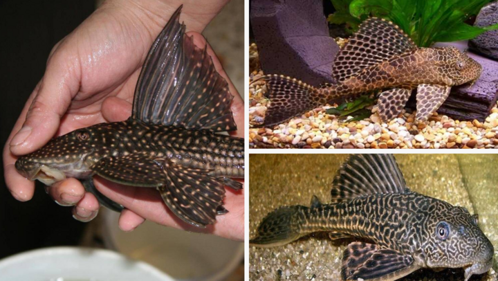 Cá dọn bể có ăn được không?