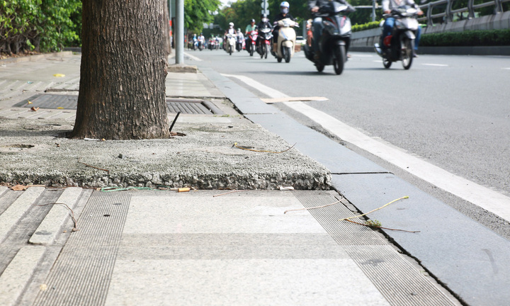 TP.HCM lý giải việc trám 'bê tông thấm nước' quanh gốc cây 