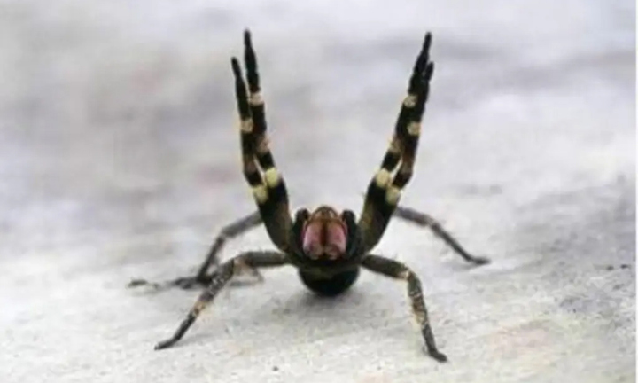 Xuất hiện loại nhện độc gây cương dương kéo dài, siêu thị phải đóng cửa 