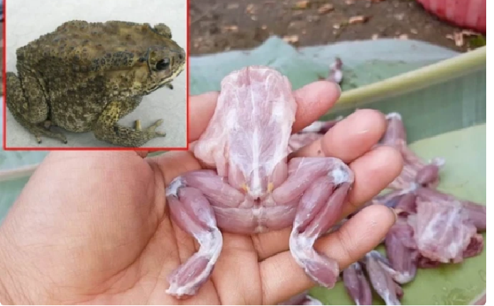 Thịt cóc có thực sự tốt như lời đồn không?