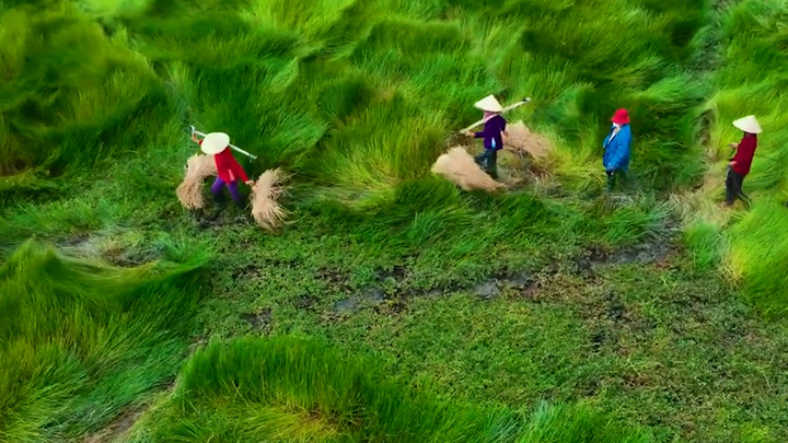 Ngắm cánh đồng cỏ năng 'lượn sóng' đẹp mê ly ở Miền Trung 