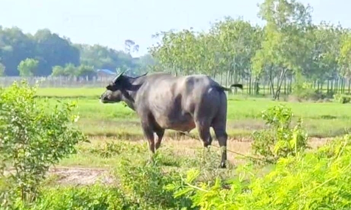 Bắn hạ con trâu 200 kg húc chết chủ