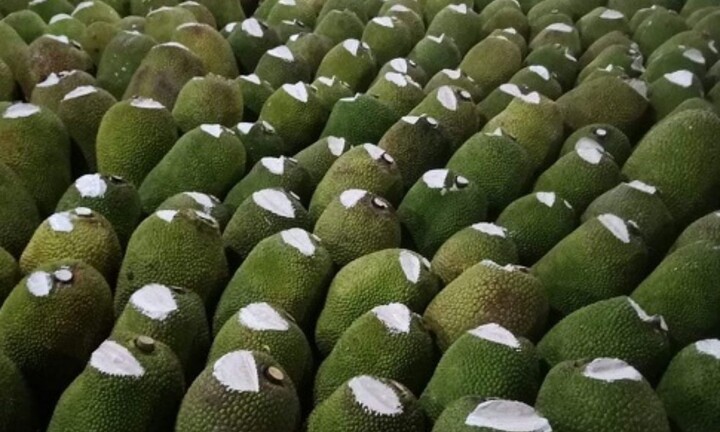 Bôi vôi vào quả mít có tác dụng gì?