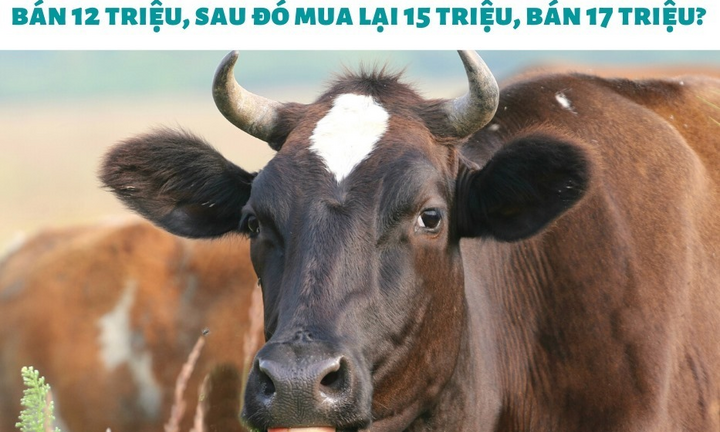 Bài toán tính lãi bán bò gây rối não