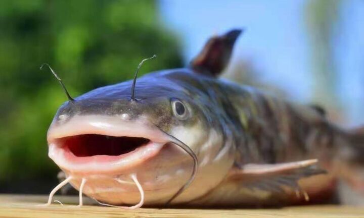 3 bộ phận chứa nhiều độc tố nhất của cá bạn biết càng sớm càng tốt