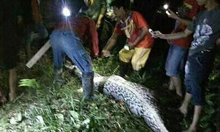 Tìm thấy thi thể người đàn ông mất tích khi mổ bụng trăn khổng lồ