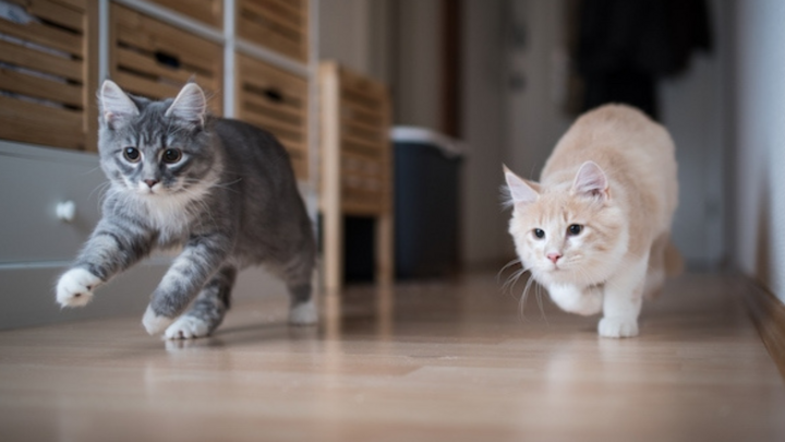 Mèo chạy loạn khắp nhà vào ban đêm báo hiệu điều gì? 