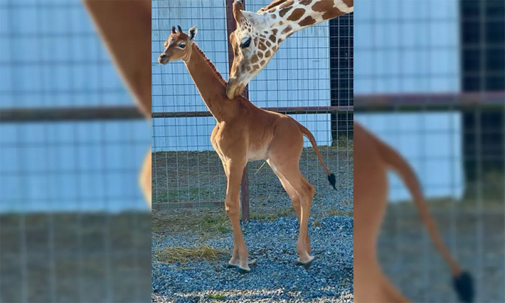 Ngắm hươu cao cổ không đốm duy nhất trên thế giới