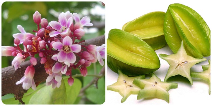 6 tác dụng tốt như 'vàng mười' của trái khế với sức khoẻ