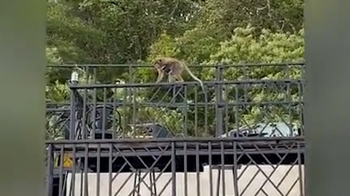 Khỉ trộm điện thoại của du khách rồi trốn về rừng