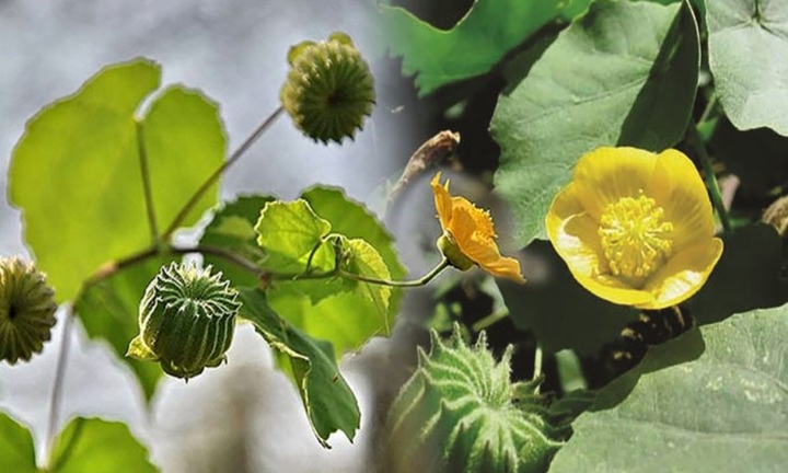 Tác dụng không ngờ của cây cối xay đối với sức khoẻ