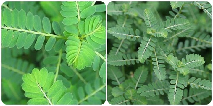 Tác dụng của cây chó đẻ răng cưa và những người không nên dùng