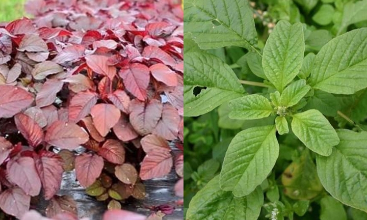 Rau dền xanh hay rau dền đỏ ngon và bổ hơn?