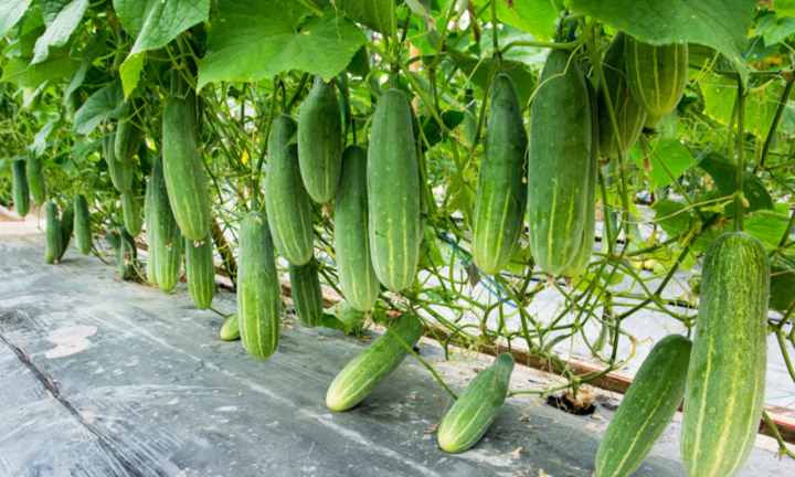 Tại sao dưa chuột bị đắng? 