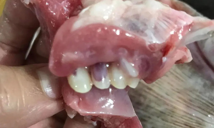 Người phụ nữ rụng rời vứt cả con cá khi thấy hàm răng giống hệt răng người