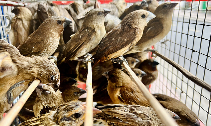 Nhà chùa xin hãy đừng tổ chức nghi lễ phóng sinh nữa