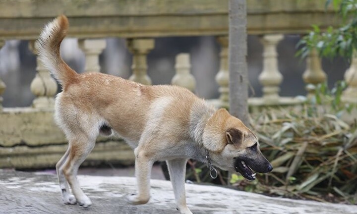 Uống thuốc nam sau khi bị chó cắn, bé 8 tuổi ở Quảng Bình tử vong