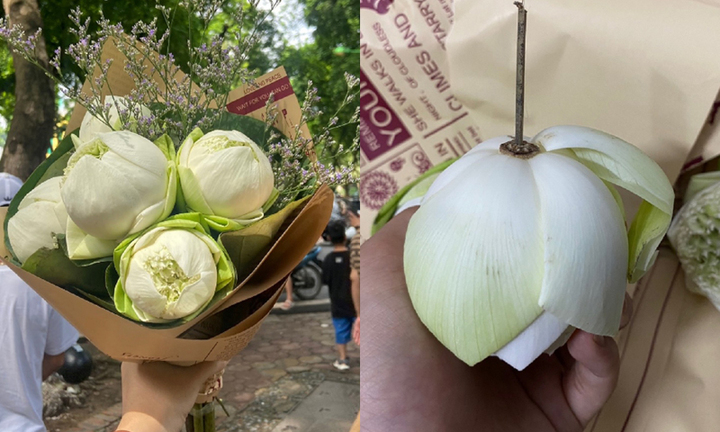 Dân mạng mách nhau cẩn thận kẻo mua phải hoa sen giả khi chụp ảnh thu Hà Nội