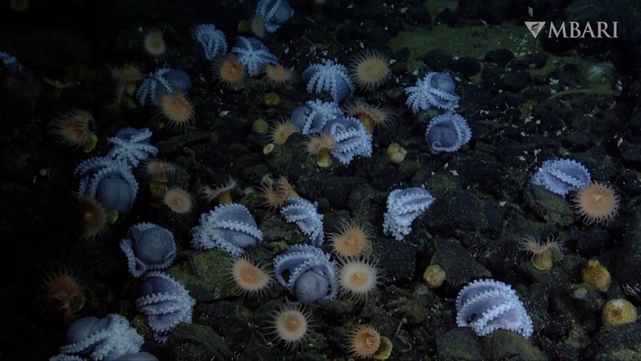 Khu vườn bạch tuộc dưới đáy biển lớn nhất thế giới