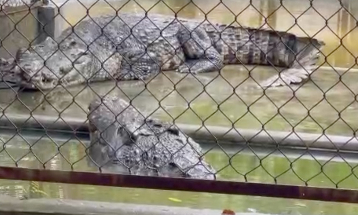 Ngắm cặp cá sấu vua và hoàng hậu lớn nhất Việt Nam