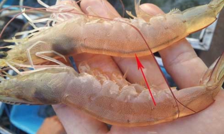 Có nên ăn đường chỉ đen trên lưng con tôm?