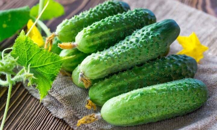 Dưa chuột bị đắng có độc không?