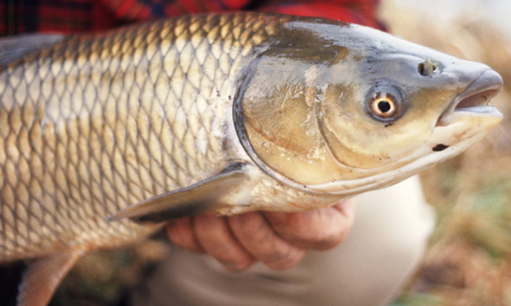 Mật cá trắm có công dụng trị bệnh không?