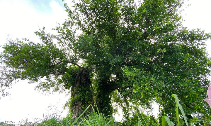 Cận cảnh cặp 'duối chị, duối em' hơn 300 năm tuổi ở Hải Phòng