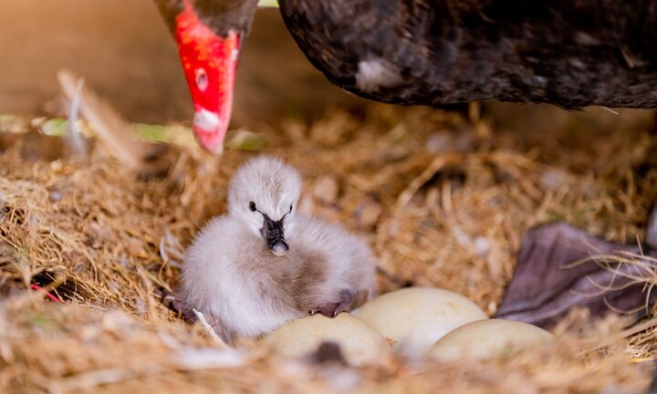 Nghỉ lễ 2/9, trẻ em thành Vinh đổ về Eco Central Park ngắm thiên nga mới sinh