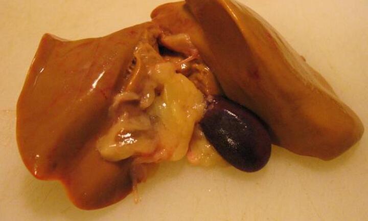 Uống mật gà có tác dụng gì?