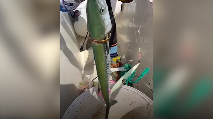 Ngư dân câu được cá đeo vòng vàng