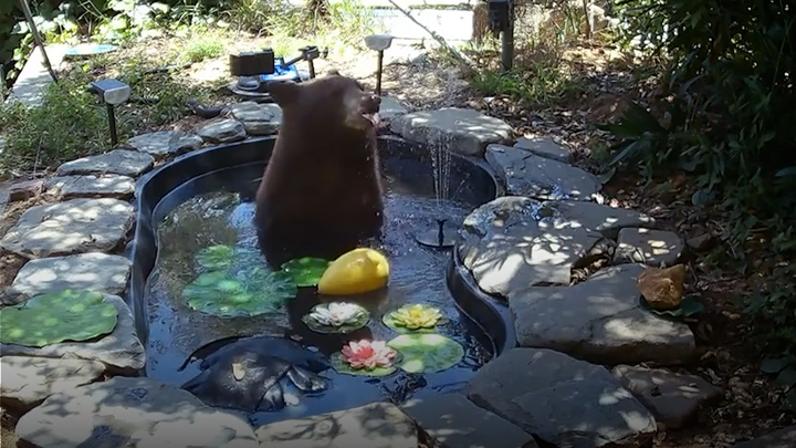 Gấu hoang lẻn vào sân nhà chơi đùa với vòi phun nước