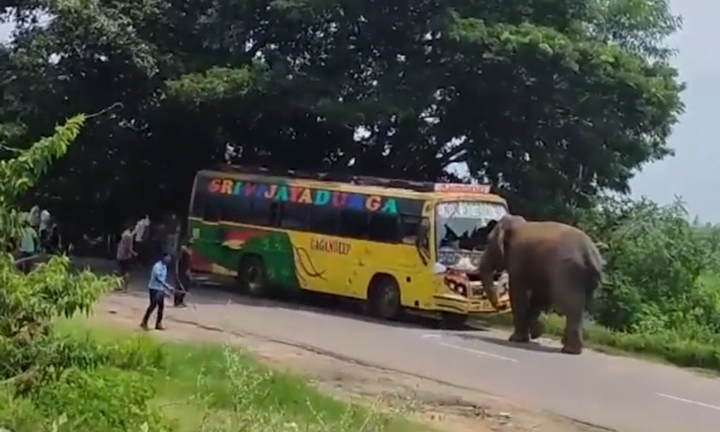 Voi rừng hung hãn tấn công xe buýt